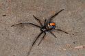 Latrodectus_hasselti_D3576_Z_75_Nyang Station_Australie